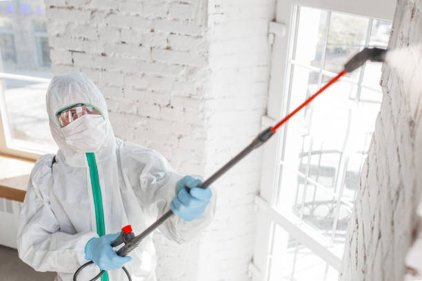 Environmental Consulting for Mold Prevention in South Pasadena, FL