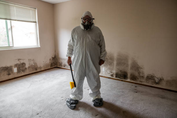 Best Black Mold Removal  in South Pasadena, FL